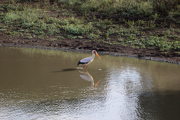 Safari Day 5-9505