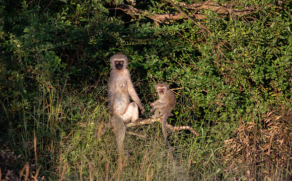 Safari Day 6-9551