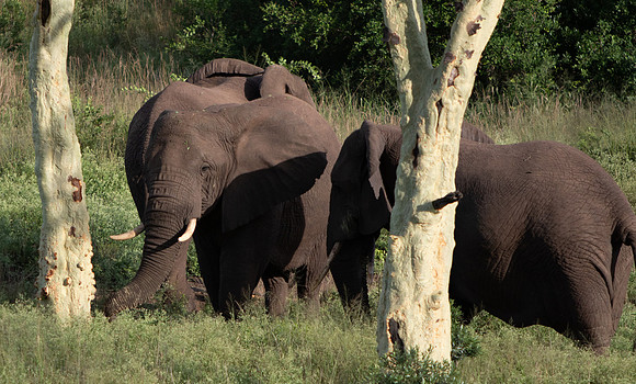 Safari Day 6-9623