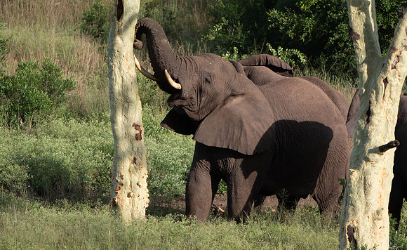 Safari Day 6-9626