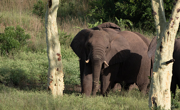 Safari Day 6-9629