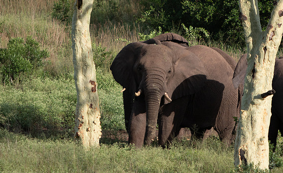 Safari Day 6-9630