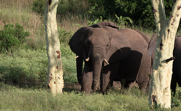 Safari Day 6-9631