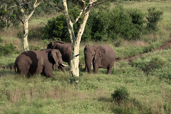 Safari Day 6-9637