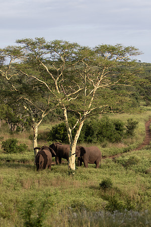 Safari Day 6-9638