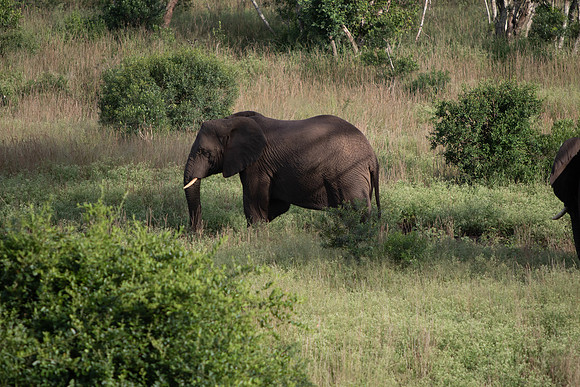 Safari Day 6-9639