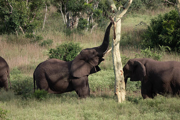 Safari Day 6-9640