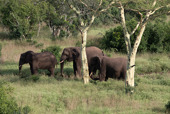 Safari Day 6-9642