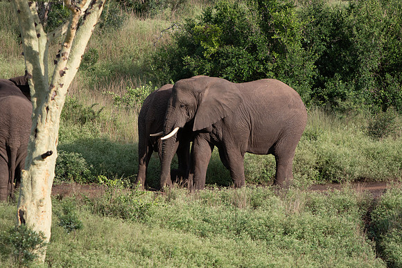 Safari Day 6-9643