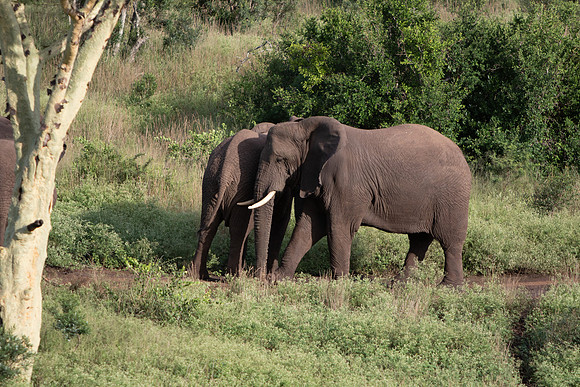 Safari Day 6-9644