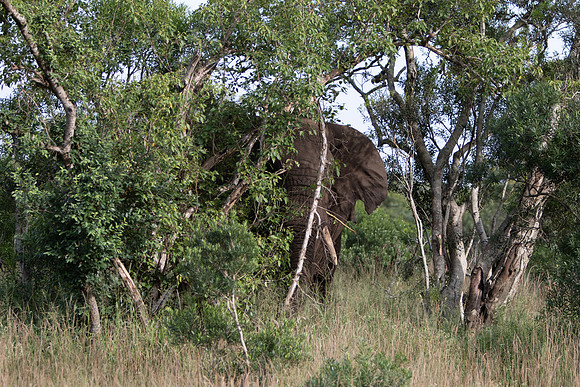 Safari Day 6-9651