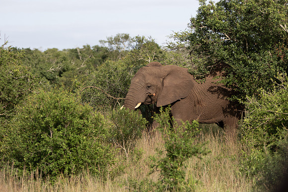 Safari Day 6-9655