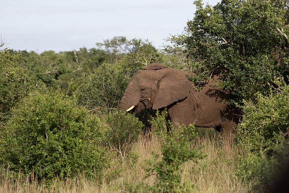 Safari Day 6-9656