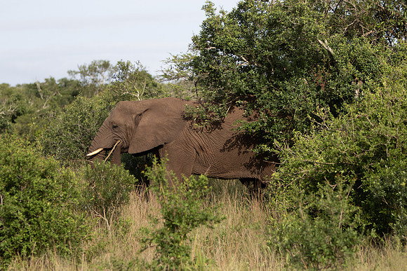Safari Day 6-9658