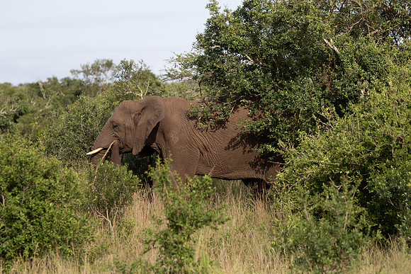 Safari Day 6-9659