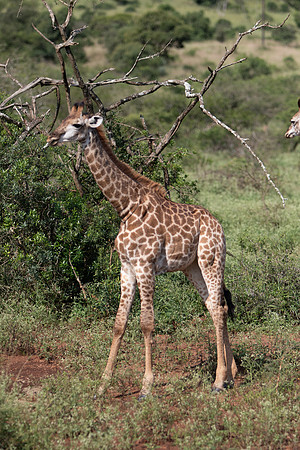 Safari Day 6-9737