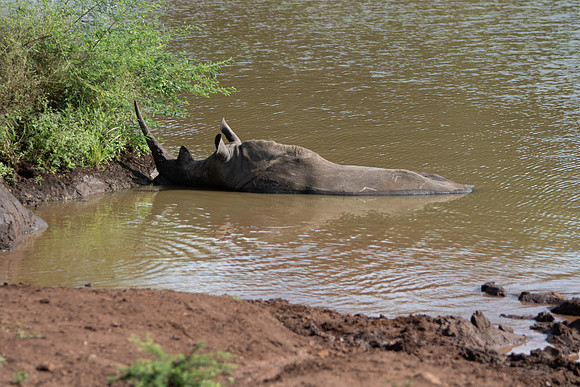 Safari Day 6-9741
