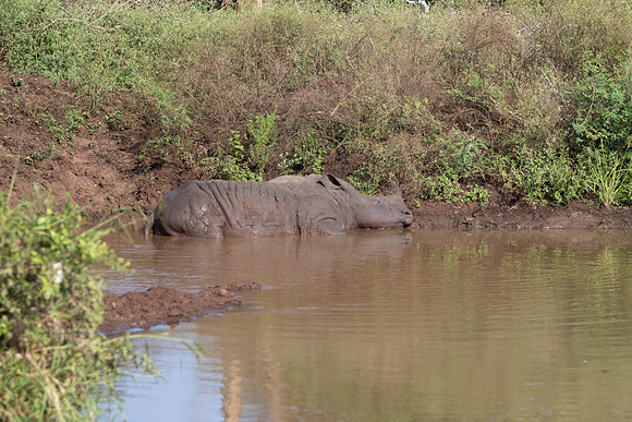 Safari Day 6-9743