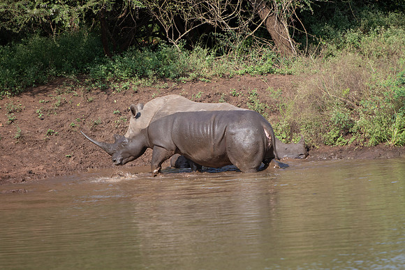 Safari Day 6-9745