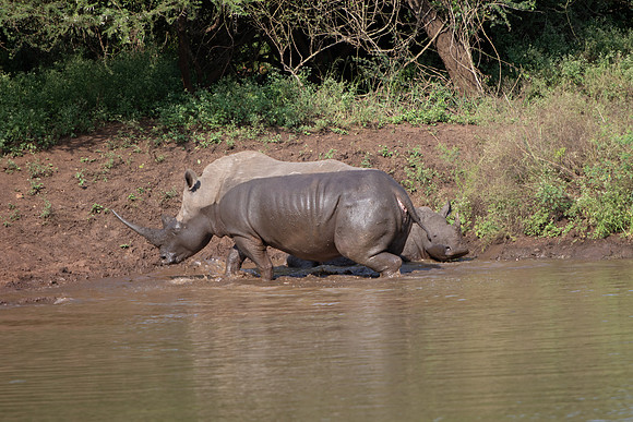 Safari Day 6-9746