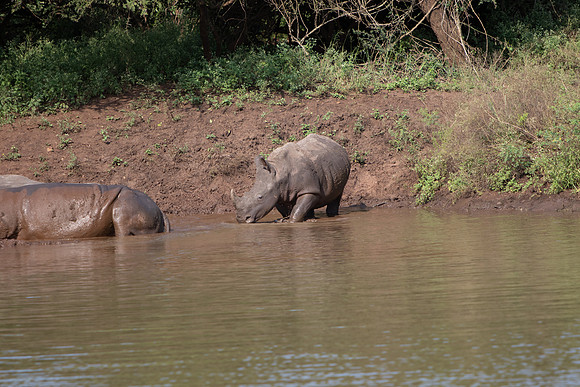 Safari Day 6-9751
