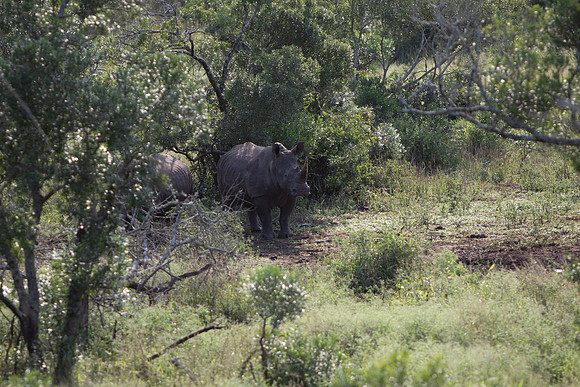 Safari Day 6-9752
