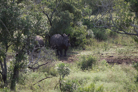 Safari Day 6-9753