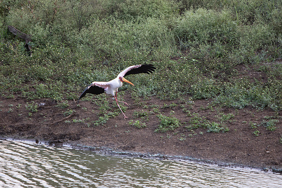Safari Day 6-9760