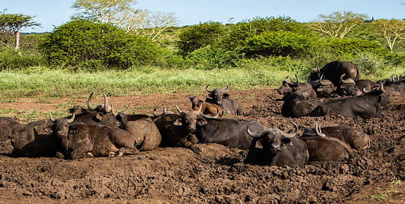 Safari Day 6-9761