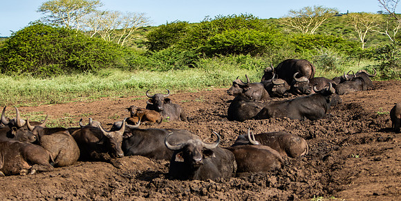 Safari Day 6-9762