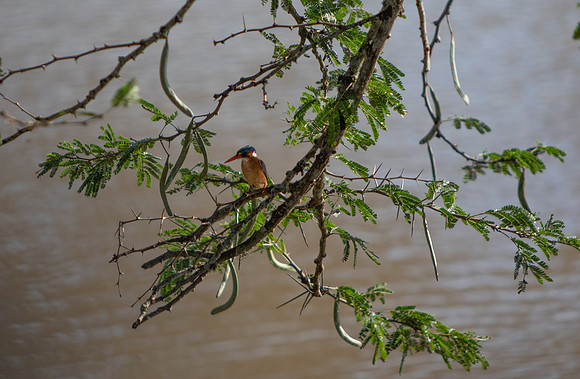 Safari Day 6-9803