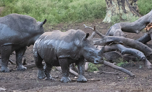 Safari Day 6-9841