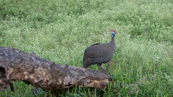 Safari Day 6-9853