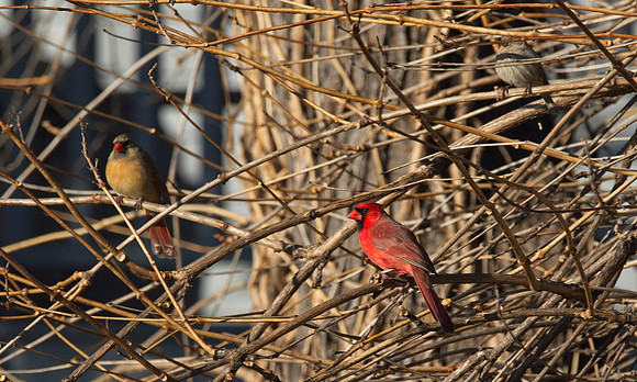 211228_Birds_7355
